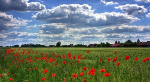 https://pixabay.com/en/field-of-poppies-brandenburg-nature-50588/